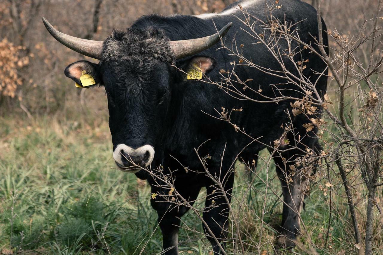 Vila Tenuta Tedone Consolini Ruvo di Puglia Exteriér fotografie