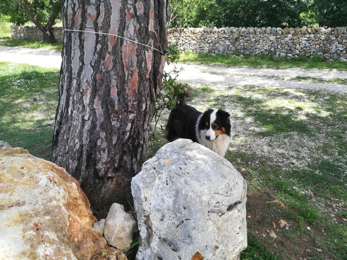 Vila Tenuta Tedone Consolini Ruvo di Puglia Exteriér fotografie
