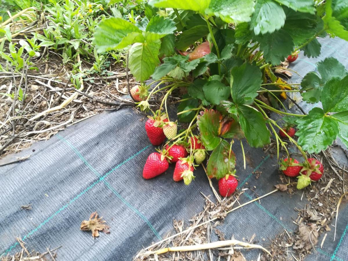 Vila Tenuta Tedone Consolini Ruvo di Puglia Exteriér fotografie